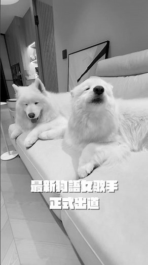 Aspiring to be the best female dog-speaking singer 🎤 #samoyed #samoyeddobby #pets #Samoyed #Samoy...