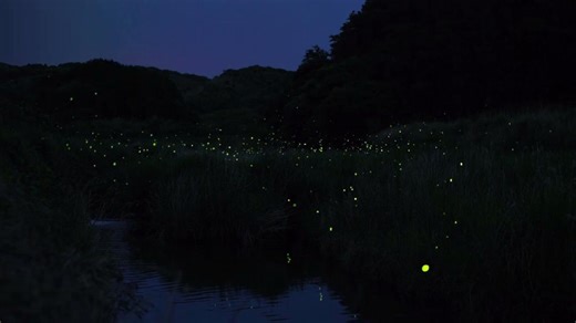 10K views · 119 reactions | Settle the debate, is it fireflies or lightning bugs? 聯 Turns out they are the same exact insect, but the different terms are the result of regional dialects.  This natural phenomenon is called bioluminescence, and the bioluminescent organs in fireflies are found on the underside of the abdomen, creating a chemical reaction within the firefly’s light organ that produces the light.  | National Wildlife Federation | Facebook
