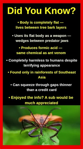 The Most Bizarre Beetle On Earth Nobody Knows About 🐛😱