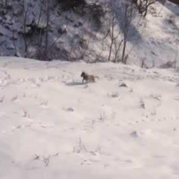 WOLF ATTACKS DOG!! SHOCKING FOOTAGE!!