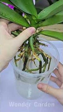 🌸THIS EASY ORCHID METHOD CHANGED EVERYTHING—I HAVEN’T LOST ONE SINCE!