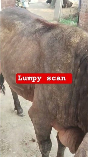 lumpy scan #cow #cattledisease #farmanimals #livestockfarming #livestream #dryousaf