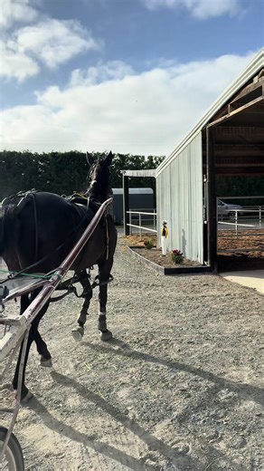 Grand Dancer’s Morning Routine in Harness Racing