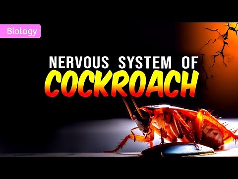 NERVOUS SYSTEM OF COCKROACH CLASS 11/NEET || 3D ANIMATION ||