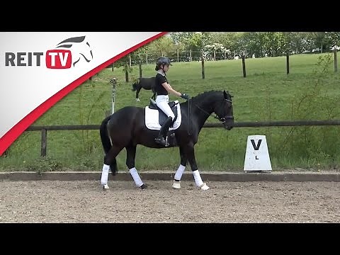 Learning dressage riding: Backing the horse back