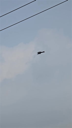 Adding to the air is the Indian Black Eagle. 🦅 #eagle #eaglepower47 | Eagle power