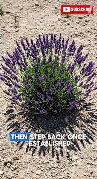 Why Your Lavender Keeps Dying And What Nobody Tells You