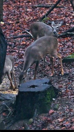 “Big Buck in Range – Bow Hunting Action#BuckHunting #DeerHunting #BigBuck#viral #MonsterBuck#shorts