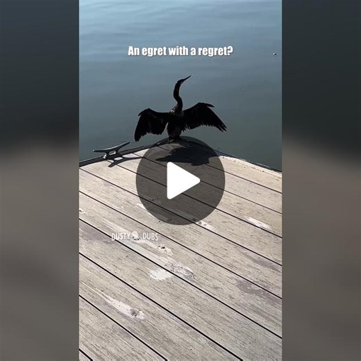 Regretful Crane: Tales from Florida