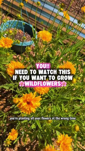 Simple tips for planting wildflowers successfully