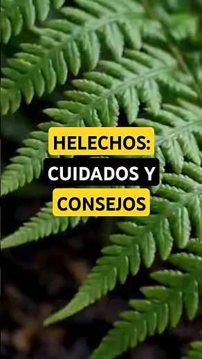 Cuidados y consejos de los helechos #plantas #jardin #plants #naturaleza