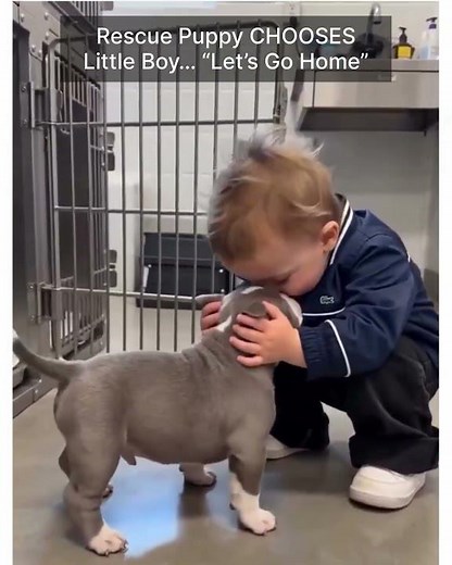 Rescue Puppy CHOOSES Little Boy… “Let’s Go Home”