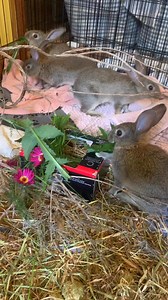 I try to give my rabbits a natural forage-type greens diet, especially so for my wildings🐰 today the wilding quad are enjoying grass, milkthistles, daisies, and some fennel tops from the garden. I also gave them a piece of dried lavender wood for some enrichment as well as to keep their teeth worn down | Bunnies Of The Burrow