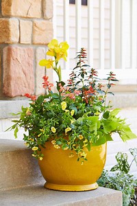 14 Low-Maintenance Outdoor Potted Plants Perfect for Creating Colorful Containers