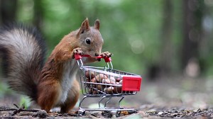How Oak Trees Manipulate Squirrels To Abandon Their Acorns #interestingfacts | Steve Mould