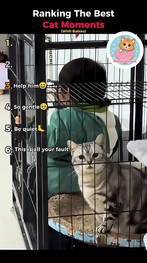 Ranking The Best Cat Moments (With Babies) #cat #catlovers #catgram #cute #funny #reels | Cat Island