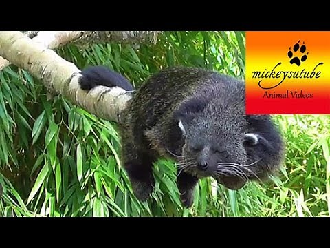 Sleepy Rare Binturong (Bearcat)