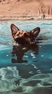 Here's why only a Golden Lab/Great Pyrenees Mix Could Have Made This Rescue | Rocky Kanaka