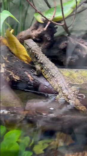 Chinese Crocodile Lizard and White Cloud Mountain Minnow at Blue Planet Aquarium #aquarium #wildlife