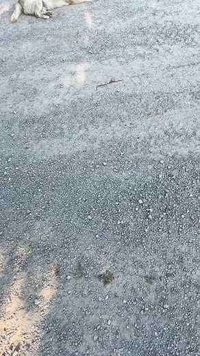 Butterball the Fastest and Highest Jumping English Lab Dog