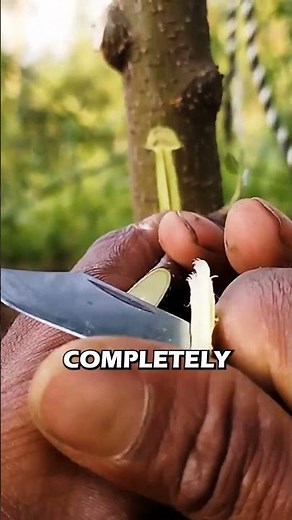 🔬 How to Perform Surgery on Trees (Step by Step) ✂️