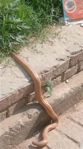 #dancehall #viralvideo #sap##shortsart#VloggerLife#TravelVlog#Vlogger