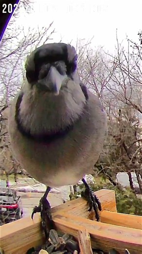 Blue Jay's Aggressive Seed-Eating Technique #birds #nature #shorts