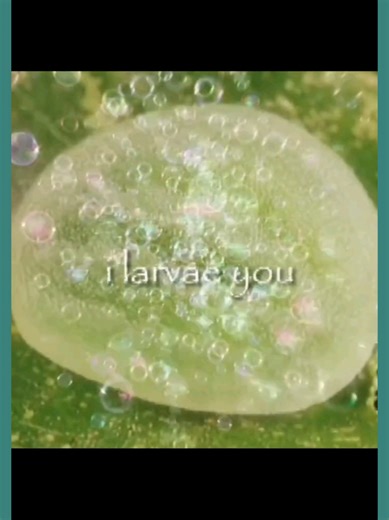 Perimeter Pest Nashville (@perimeter.pest.nash)’s videos with original sound - Perimeter Pest Nashville