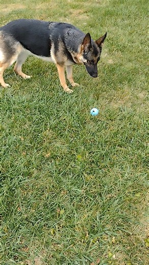 #Ball crazy Cicci 🐾🐾🩷 | Sandra Myers Almroth