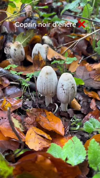 #champignon #mushroom #foret #forest #autumn