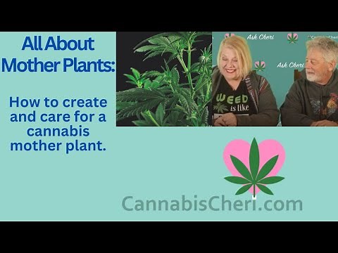 Cannabis Mother Plants: How to grow and care for a mother plant