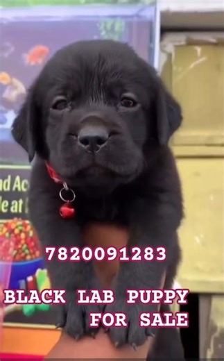 Black Lab Puppy For Sale 🖤🐶 | Heavy Bone Baby