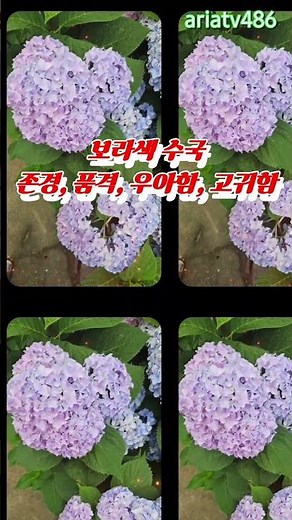 수국 꽃말