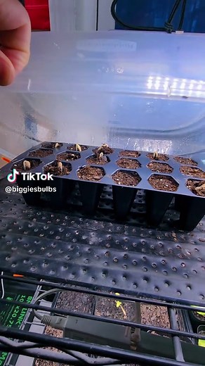 More seed starting . Get ahead of the game. Start your seeds indoors. #indoorgarden #cucumber