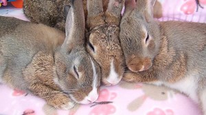 1.5K views · 522 reactions | Nap Time. | The Rabbit Haven | Facebook