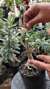 Adenium grafting techniques until successful👌
