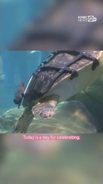 Kansas City Zoo sea turtle with shell injury gets custom harness