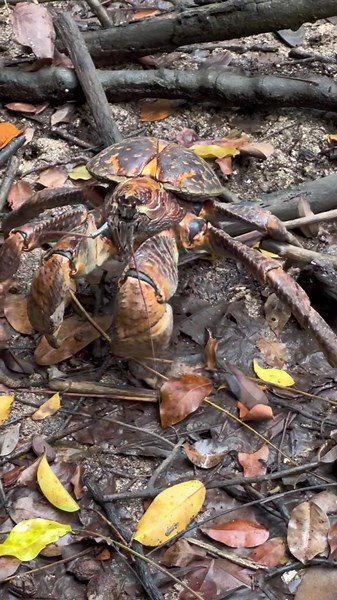 Coconut Crab Wonders in Fiji