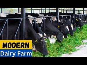 Exploring The Modern Dairy Farming | Advanced Methods of Dairy Farming