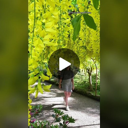 Laburnum Arch Watch Reminder 🌼