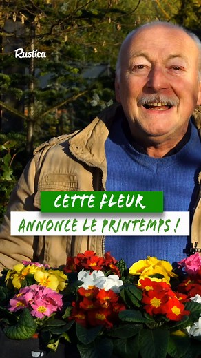 Vivace incontournable des massifs, bordures et jardinières, la Primula acaulis annonce le retour des beaux jours avec ses fleurs éclatantes et sa floraison précoce. Découvrez en vidéo comment la planter, l’entretenir et la faire refleurir d’année en année ! 💡 Facile à cultiver, elle est idéale pour apporter de la couleur dès février, en pleine terre comme en pot. 📌 Et vous, où aimez-vous installer vos primevères au jardin ? Dites-le en commentaire ! | Rustica