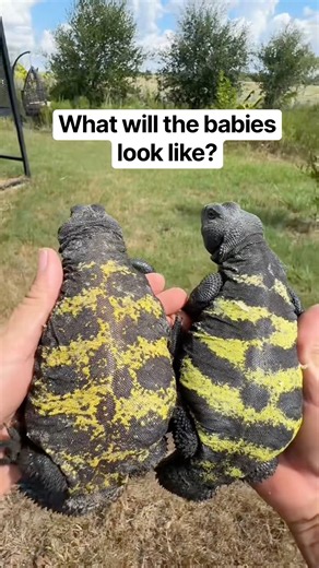 Uromastyx flavifasciata (yellow banded)