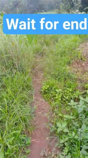 Village comedy scenes #comedy #farming farm life