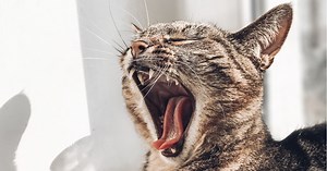 10 Ukrainian Tongue Twisters to Master Your Ukrainian Pronunciation - Ukrainian Lessons