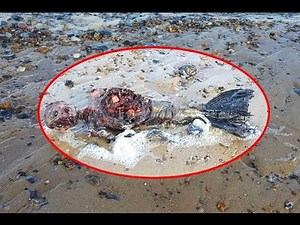 Dead Mermaid Found On Beach - Real Or Fake?