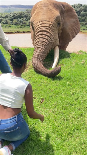 A beautiful experience❤️🐘#africanhillssafarilodge #fypシ゚ #viralvideo #tiktoksouthafrica @African Hills Safari