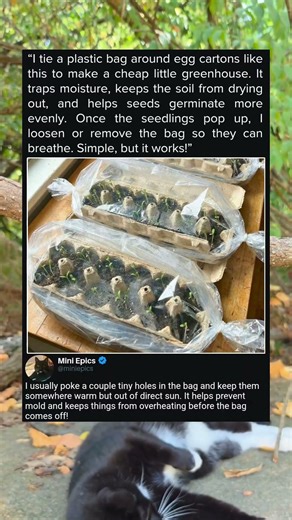 Cheap Greenhouse Using Egg Cartons