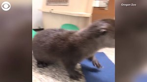 CUTENESS ALERT: Listen to these squeaking river otters and sea otters at the Oregon Zoo! | 8 News Now