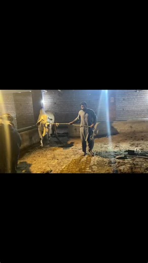 Understanding Three Day Sickness in Pets