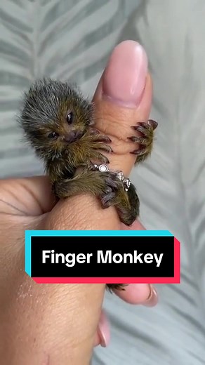 Discover the Adorable Finger Monkey: Tiny Rainforest Companion